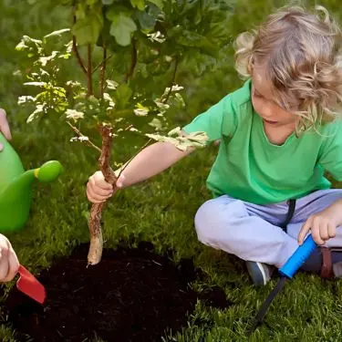 Sådan planter du træer i din have